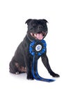 staffordshire bull terrier Royalty Free Stock Photo