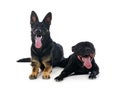 Staffordshire bull terrier and german shepherd Royalty Free Stock Photo