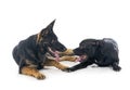 Staffordshire bull terrier and german shepherd Royalty Free Stock Photo