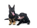 Staffordshire bull terrier and german shepherd Royalty Free Stock Photo