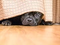 Staffordshire Bull Terrier hding under a curtain Royalty Free Stock Photo