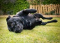 Staffordshire Bull Terrier lying down dog half way through a roll on grass, outside. There is slightly motion blur