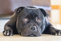 Staffordshire Bull Terrier lying down with eyes looking up