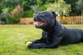 Staffordshire Bull Terrier lying on grass in profile holding a tennis ball. He is on grass and there is a picket fence behind him