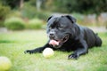 Staffordshire Bull Terrier lying on grass with a tennis ball in front of him. He is happy and relaxed with his tongue out slightly Royalty Free Stock Photo