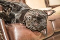 Staffordshire Bull Terrier lying on a sofa Royalty Free Stock Photo