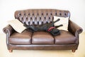 Staffordshire Bull Terrier lying on a sofa Royalty Free Stock Photo