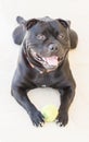 Staffordshire Bull Terrier lying on a white step holding a ball, Royalty Free Stock Photo