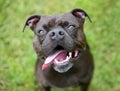 A Staffordshire Bull Terrier mixed breed dog panting Royalty Free Stock Photo