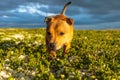 Staffordshire bull terrier pet portrait outdoors in the wilderness during golden hour with blue storm clouds Royalty Free Stock Photo