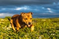 Staffordshire bull terrier pet portrait outdoors in the wilderness during golden hour with blue storm clouds Royalty Free Stock Photo