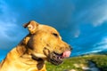 Staffordshire bull terrier pet portrait outdoors in the wilderness during golden hour with blue storm clouds Royalty Free Stock Photo