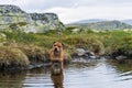 Staffordshire bull terrier playing in a little lake/pond outdoors in the norwegian mountains.