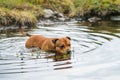 Staffordshire bull terrier playing in a little lake/pond outdoors in the norwegian mountains.