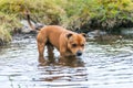 Staffordshire bull terrier playing in a little lake/pond outdoors in the norwegian mountains.