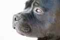 Staffordshire Bull Terrier Portrait.