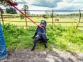 Staffordshire bull terrier pulling on a harness looking at horse Royalty Free Stock Photo