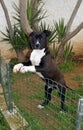 Staffordshire Bull Terrier, puppy, dark brown with white chest Royalty Free Stock Photo