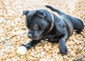 Staffordshire bull terrier puppy playing with a ball