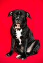 Staffordshire bull terrier puppy posing to the camera on a red background. Photo for dog. Funny photo for little pet