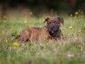 Staffordshire Bull Terrier Puppy