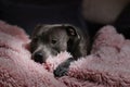 Staffordshire Bull Terrier Rests on Pink Fluffy Blanket Royalty Free Stock Photo