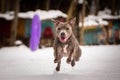 Staffordshire bull terrier running for dog puller