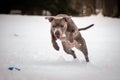 Staffordshire bull terrier running for dog puller