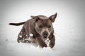 Staffordshire bull terrier running in the snow in konopiste