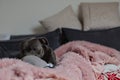 Staffordshire Bull Terrier on Sofa with Pink Fluffy Blanket Royalty Free Stock Photo