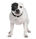 Staffordshire Bull Terrier, standing Royalty Free Stock Photo