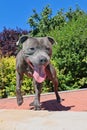 Staffordshire Bull Terrier Standing above the Pool Royalty Free Stock Photo