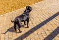 Staffordshire Bull Terrier standing in profile Royalty Free Stock Photo