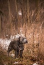 Staffordshire bull terrier is standing in reed.