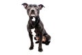 Staffordshire bull terrier studio shot Royalty Free Stock Photo