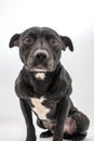 Staffordshire bull terrier studio shot Royalty Free Stock Photo