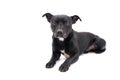 Staffordshire bull terrier studio shot Royalty Free Stock Photo