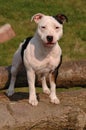 Staffordshire Bull Terrier Royalty Free Stock Photo