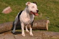 Staffordshire Bull Terrier Royalty Free Stock Photo