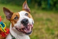 staffordshire bull terriers gleeful expression with chew toy