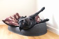 Staffordshire Bull Terrrier dog in a pet bed lying at an unusual angle with his legs stretched looking up towards the cieling Royalty Free Stock Photo