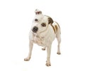 Staffordshire bullterrier