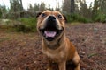 Staffordshire bullterrier outdoors in forest funny portrait. Royalty Free Stock Photo