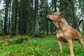 Staffordshire bullterrier outdoors in forest looking up.