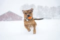 Staffordshire bullterrier playing fetch