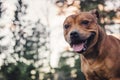 Staffordshire bullterrier portrait in forest during sunset. Royalty Free Stock Photo