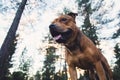 Staffordshire bullterrier portrait outdoors Royalty Free Stock Photo