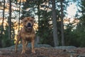 Staffordshire bullterrier portrait in forest during sunset. Royalty Free Stock Photo