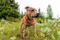 Staffordshire bullterrier portrait outdoors in the forest with orange harness during rainy weather Royalty Free Stock Photo