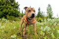 Staffordshire bullterrier puppy portrait outdoors in the forest with orange harness during rainy weather.